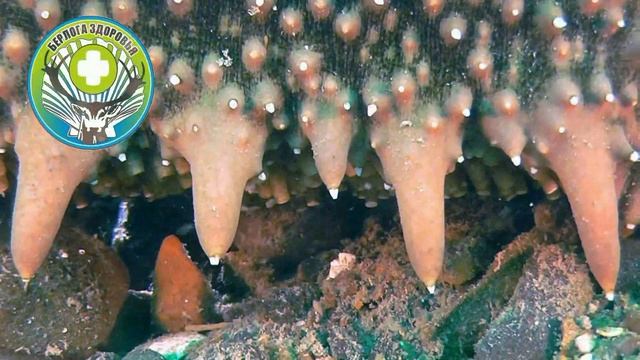 Научные исследования дальневосточного трепанга