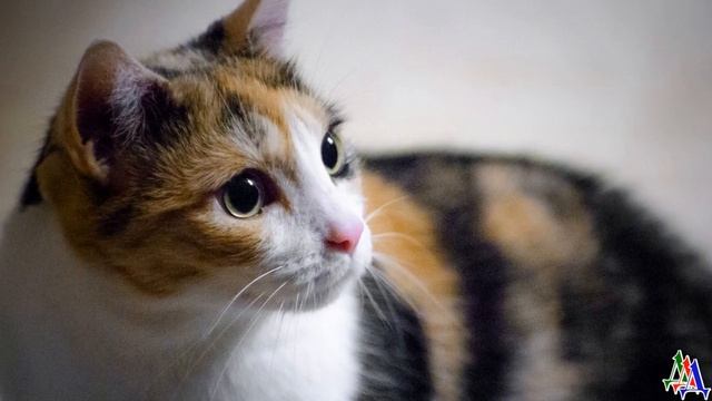 Крохотный бело-рыжий КОТЁНОК спал на тряпках — его мама погибла, и он мог умереть от голода, но… смотреть онлайн