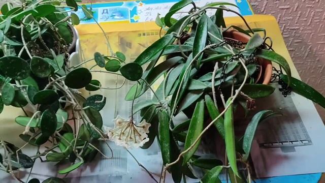 Хойя, цветение. Обзор?