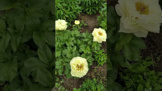 пион Лемон шифон /Lemon Chiffon смотреть онлайн