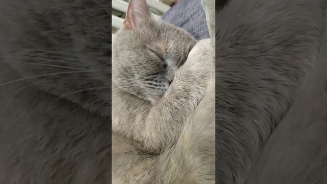 Храп,сопение кошки))) смотреть онлайн