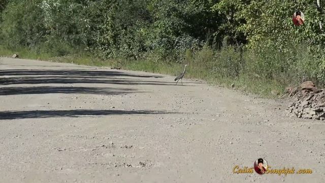 СЕРАЯ ЦАПЛЯ В ПОЛЕТЕ~ВИДЕО ДЛЯ ПАБЛИКА (1,5 МИНУТЫ ШОКА) смотреть онлайн