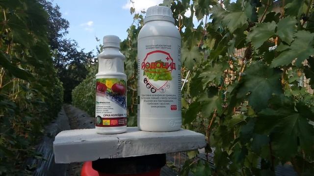 Защита винограда от ОИДИУМА , МИЛЬДЬЮ и СЕРОЙ ГНИЛИ осенью . смотреть онлайн