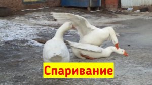 Спаривание гусей.Как спариваются гуси? Когда гусак начинает топтать гусынь?