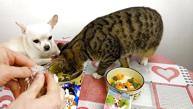 ЧЕЛЛЕНДЖ | ВКУСНЯШКИ КОТОВ ПРОТИВ СОБАЧЬИХ | КОТ ТИГРА ЕСТ СОБАЧЬЕ ЛАКОМСТВО смотреть онлайн