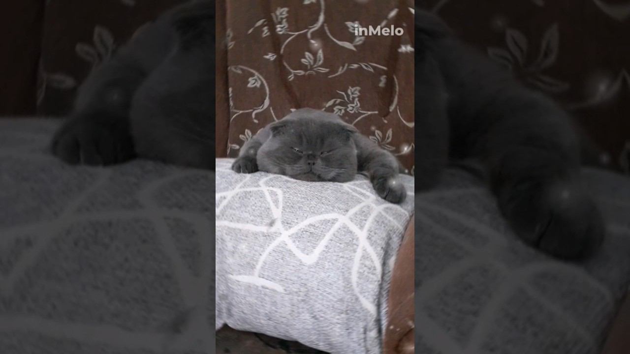 Зверюга.... смотреть онлайн