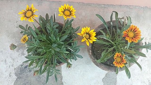 Gazania beautiful flower plant смотреть онлайн