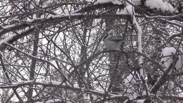 Маленькая птичка синичка гаичка зимой в Новосибирском дендропарке. Птицы Сибири. смотреть онлайн