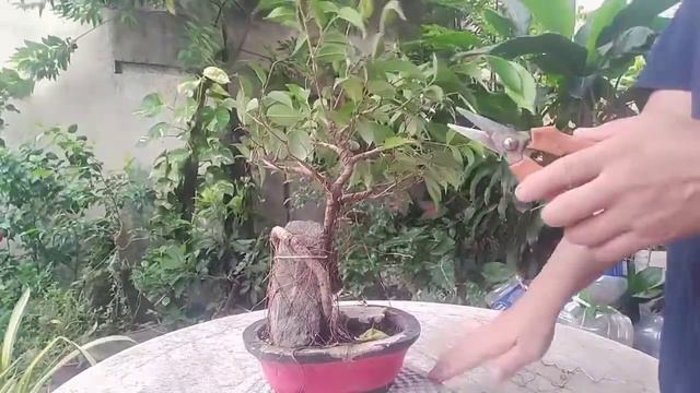 Pruning My Bonsai Material Ficus Benjamina On The Rock.😆🌱🌳🌱