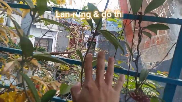 Làm thế nào để hoa CẨM CÙ nở quanh năm смотреть онлайн