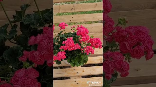 @Dynasty Daji смотреть онлайн