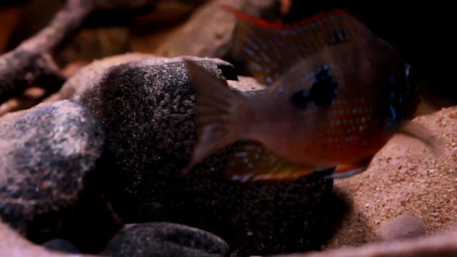 Thorichthys Maculipinnis with Eggs 1080HD смотреть онлайн