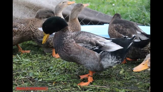 БАШКИРСКАЯ УТКА. Описание. смотреть онлайн