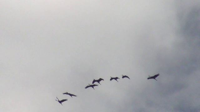 полёт журавлей 03 09 2014г смотреть онлайн