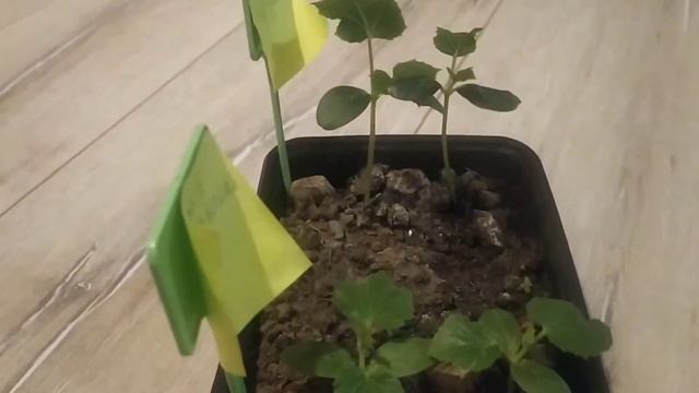 подоконные огурчики спустя 4 и 10 дней после всходов смотреть онлайн