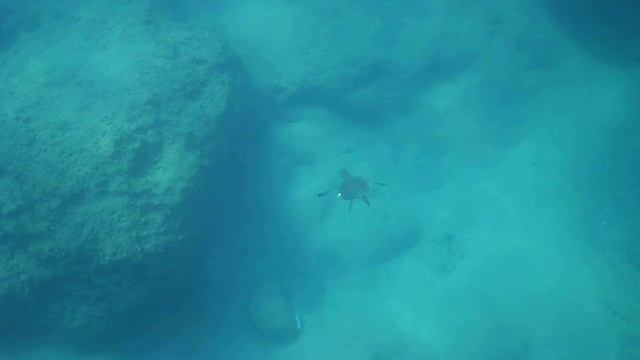 Огромная черепаха у берегов Анталии (Лара). Big sea turtle in Antalya (Lara) смотреть онлайн