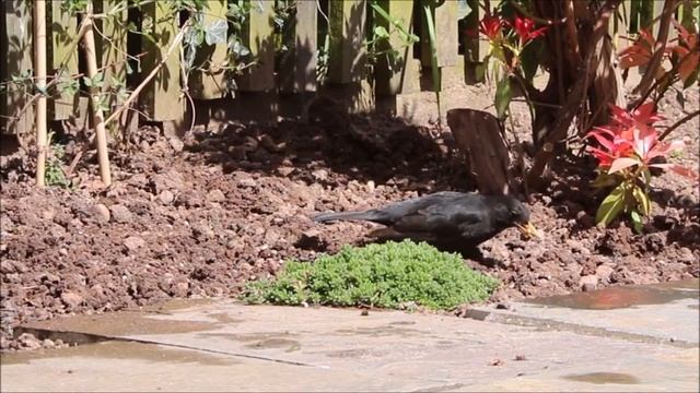 STARLING СКВОРЕЦ ШПАК ЧОРНИЙ смотреть онлайн