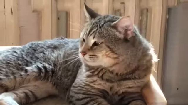 Кот пиксибоб Бови (Dutchpixiebob Bowie) смотреть онлайн