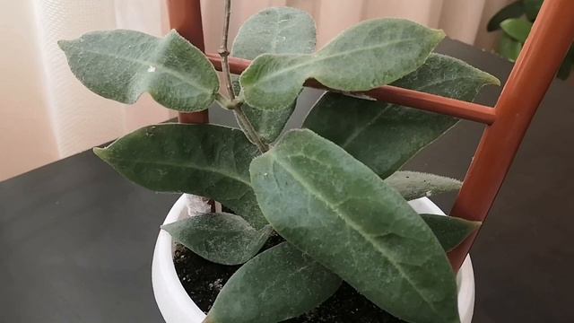 Хойи с опушёнными листьями? Lyi burma, Patella pink, Thomsonii, Magnifica? смотреть онлайн