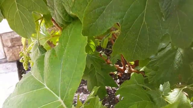 Гортензия дуболистная Бургунди-ответы на вопросы/ Hydrangea oak-leaved Burgundy-answers to question смотреть онлайн