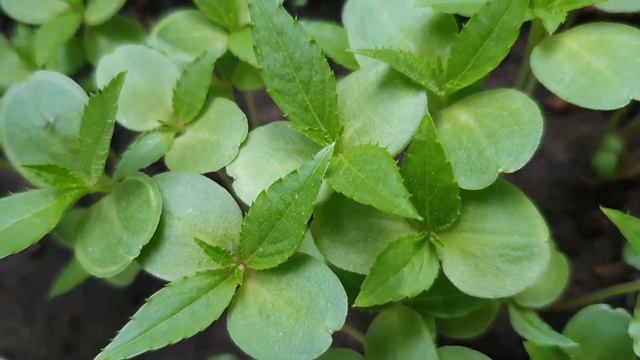 13 июня народный праздник Духов день. Что нельзя делать. смотреть онлайн