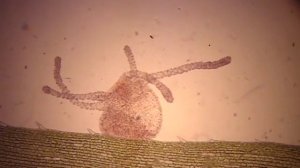 Реакция Гидры на листе Элодеи / Hydra reaction on Elodea leaf