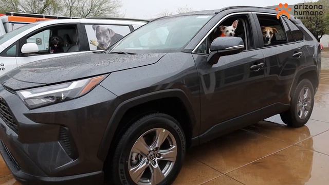 Win a 2023 Toyota RAV4: The Arizona Humane Society's Ulti-Mutt Toyota Raffle смотреть онлайн