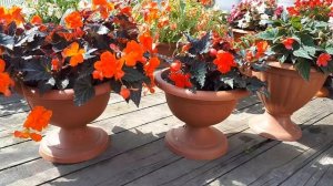 Вегетативные бегонии I'CONIA PORTOFINO.  Мои наблюдения! Сохраняю черенком!