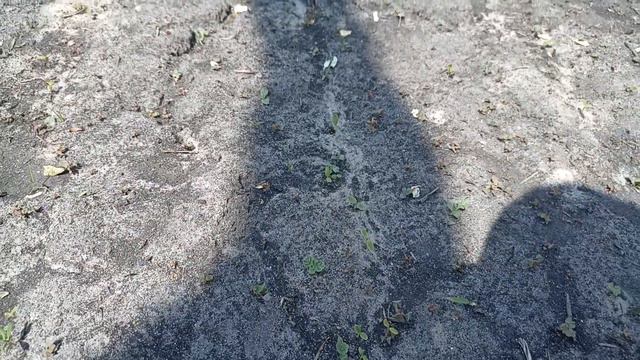 Эксперимент- посев эводии под зиму в открытый грунт. смотреть онлайн