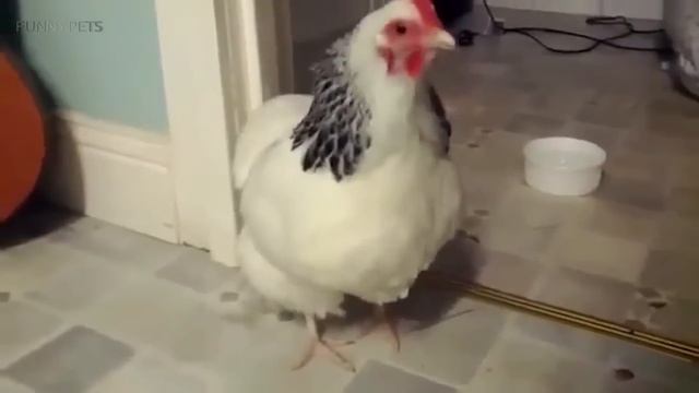 Sneezing Animals 😂 Funny Sneeze Attacks [Funny Pets]