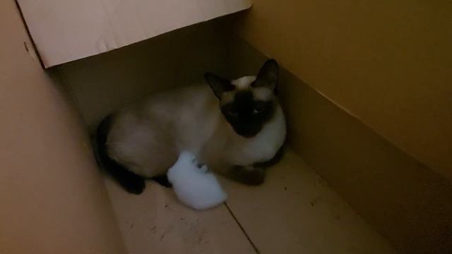 Сиамскому котенку 3 дня.Назвали Чипполино