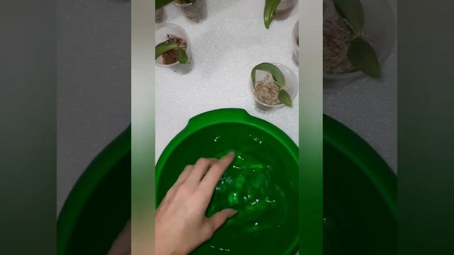 Полив сеянцев орхидей с фласки смотреть онлайн