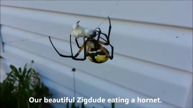 Our Pet Argiope Aurantia Spiders Zigga and Zigdude -- August/Sept 2015 смотреть онлайн