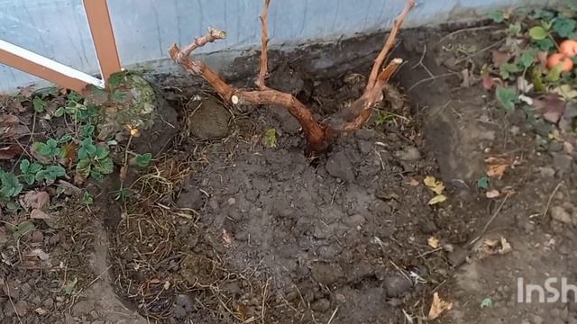 пересадка двухлетних саженцев винограда/ Торнадо, Посланник, Вулкан/ смотреть онлайн
