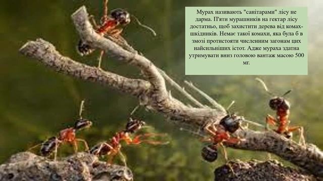 Мурахи . Як живуть мурашки. смотреть онлайн