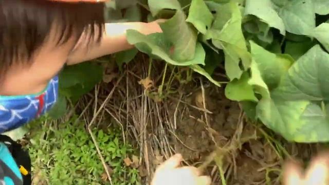 Thu Hoạch củ đậu | Trải nghiệm của Bảo Phong khi được ra đồng смотреть онлайн