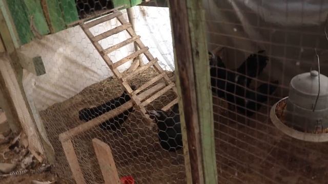 90 GÜNDÜR GURK ! REKOR KIRDI !!!