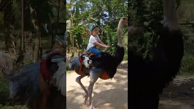 Вьетнам. Катание на страусе смотреть онлайн