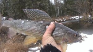 Как выглядит крупный хариус осенью / Рыбалка на поплавок / Осенний наряд хариуса