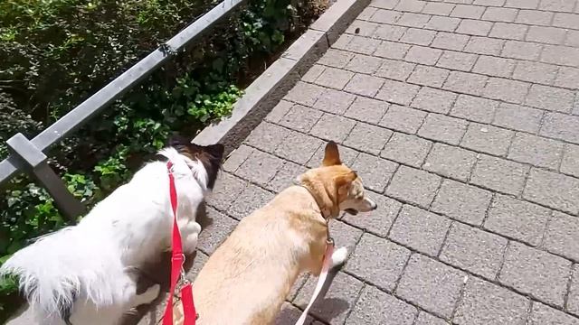 Чудесное пристройство Лаймы в Германию. А там где жила она ранее отравили всех собак.Она выжила. смотреть онлайн