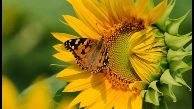 Armen Adamyan.Arevacaxik-Minus