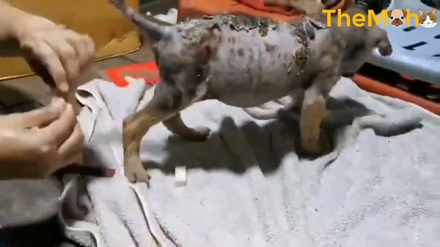 While Searching for Food, Homeless Puppy Was Doused in Boiling Water, Causing Her to Be Burned смотреть онлайн