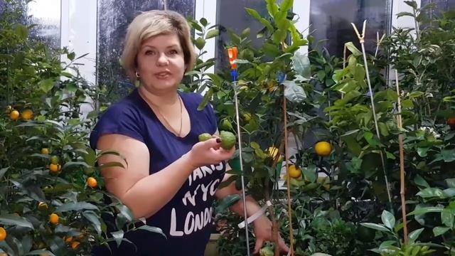 Кафрский лайм смотреть онлайн
