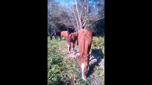 лошади в лесу смотреть онлайн