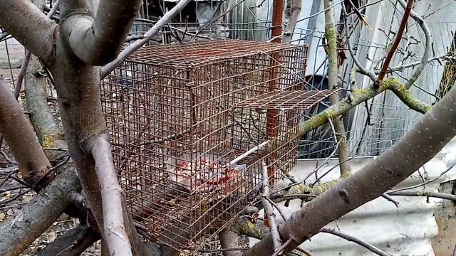 Ловушка для птиц. Как Поймать Синицу смотреть онлайн