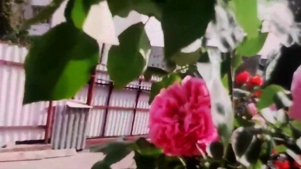 Французские розы Поль Нерон? (Paul Neron)и Фердинанд Пичард? (Ferdinand Pichard) в моём саду