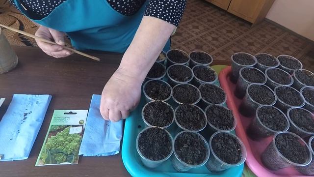 ПОСЕВ ЦВЕТНОЙ И БРЮССЕЛЬСКОЙ КАПУСТЫ НА РАССАДУ смотреть онлайн