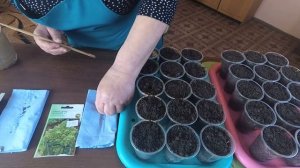 ПОСЕВ ЦВЕТНОЙ И БРЮССЕЛЬСКОЙ КАПУСТЫ НА РАССАДУ