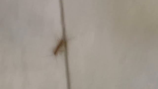 сколопендра или сороконожка дома смотреть онлайн