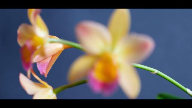 Orquídea Cattleya Little Lemon Drops x Cattleyonia Why not en flor смотреть онлайн